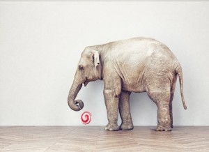 elephant in room